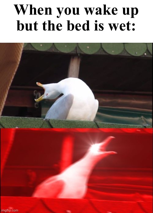 screaming seagull | When you wake up but the bed is wet: | image tagged in screaming seagull | made w/ Imgflip meme maker