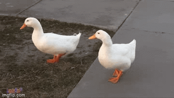 duck walk animated gif