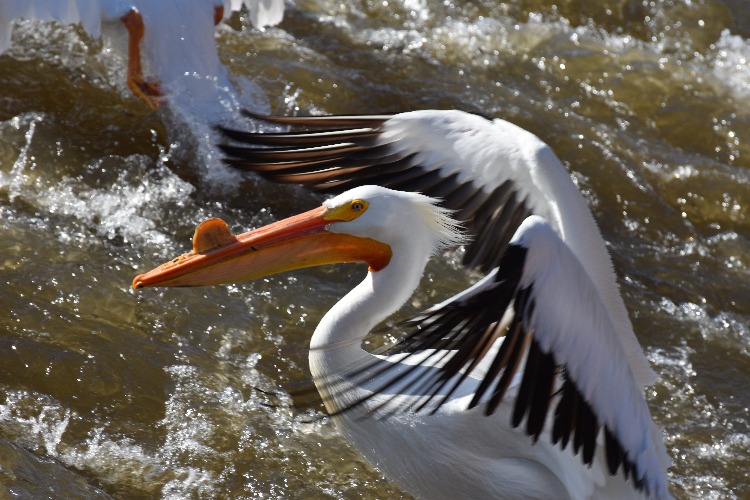 great white pelican at lock and dam 14 on the mississippi river. | image tagged in great white pelican,lock and dam 14,kewlew | made w/ Imgflip meme maker
