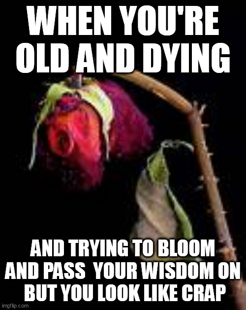 Tried to tell you. | WHEN YOU'RE OLD AND DYING; AND TRYING TO BLOOM AND PASS  YOUR WISDOM ON
 BUT YOU LOOK LIKE CRAP | image tagged in old,wisdom,beauty | made w/ Imgflip meme maker