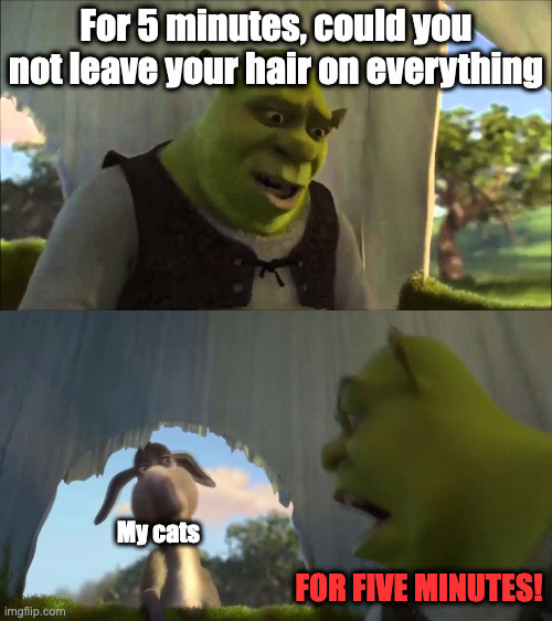 One of the many struggles of having cats | For 5 minutes, could you not leave your hair on everything; My cats; FOR FIVE MINUTES! | image tagged in shrek five minutes,relatable,funny,funny memes,memes,cats | made w/ Imgflip meme maker