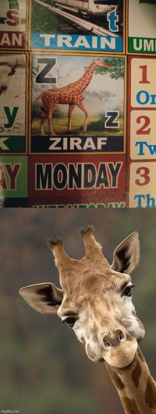 Ziraf | image tagged in giraffe,memes,ziraf,reposts,repost,giraffes | made w/ Imgflip meme maker