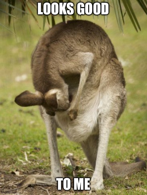 Kangaroo | LOOKS GOOD TO ME | image tagged in kangaroo looking in pouch | made w/ Imgflip meme maker