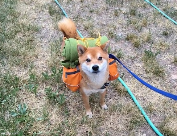 A dog ready for a camping trip | image tagged in dog,camping | made w/ Imgflip meme maker