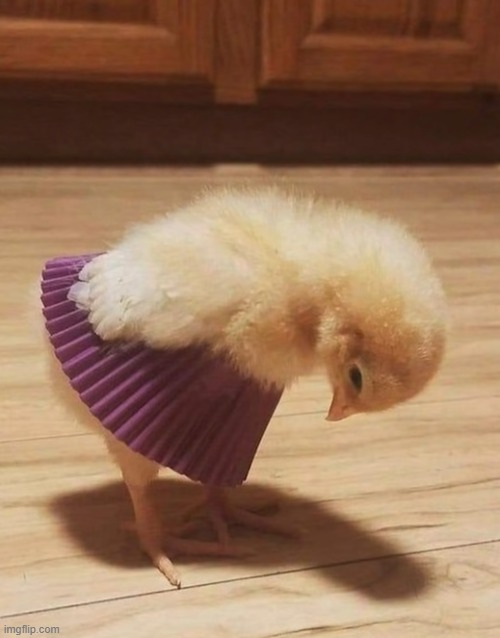 A baby chick wearing a cupcake liner | image tagged in chick,cupcake,ballerina,tutu | made w/ Imgflip meme maker