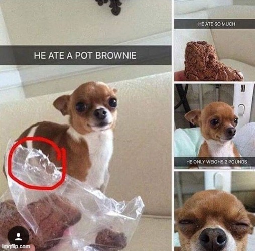 image tagged in dogs | made w/ Imgflip meme maker