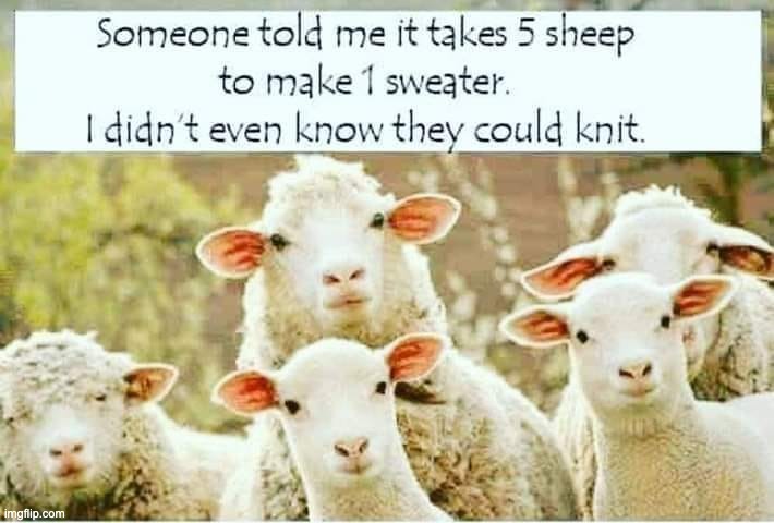 Sheep | image tagged in dad joke | made w/ Imgflip meme maker