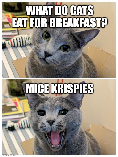 Dad Joke Kitteh | WHAT DO CATS EAT FOR BREAKFAST? MICE KRISPIES | image tagged in dad joke kitteh | made w/ Imgflip meme maker