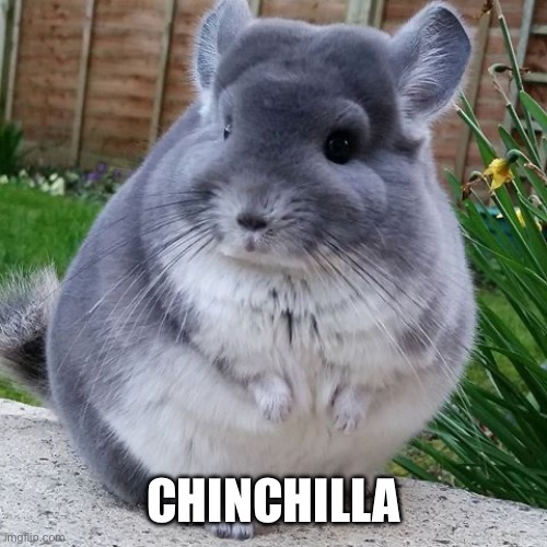 I’m bored | CHINCHILLA | made w/ Imgflip meme maker