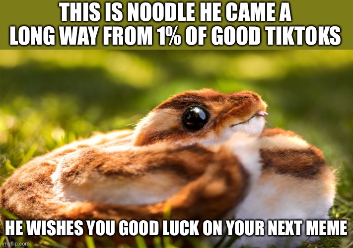THIS IS NOODLE HE CAME A LONG WAY FROM 1% OF GOOD TIKTOKS; HE WISHES YOU GOOD LUCK ON YOUR NEXT MEME | made w/ Imgflip meme maker