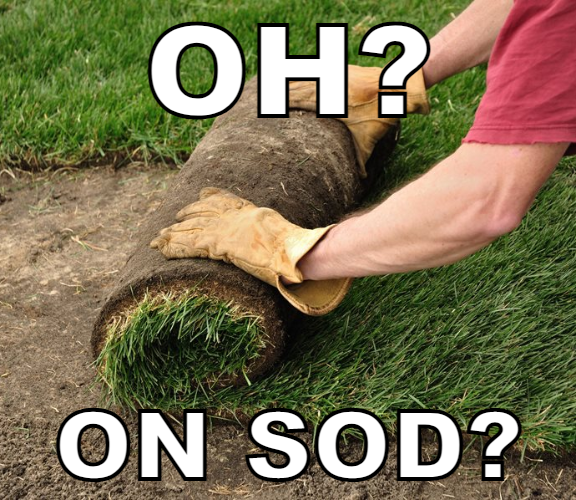 on sod? Blank Meme Template