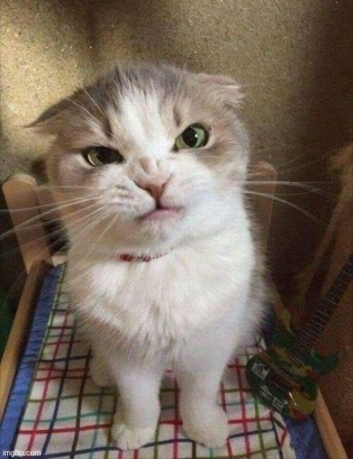 Angry cat | image tagged in angry cat | made w/ Imgflip meme maker