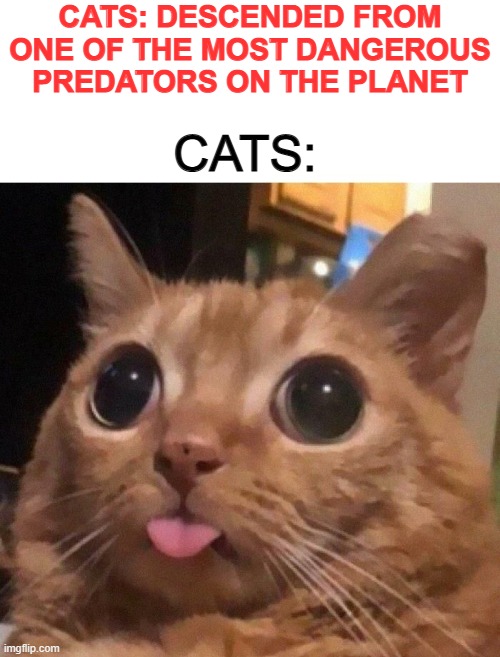 How could one killing machine become so loyal and adorable? | CATS: DESCENDED FROM ONE OF THE MOST DANGEROUS PREDATORS ON THE PLANET; CATS: | image tagged in cat,tiger,lion | made w/ Imgflip meme maker