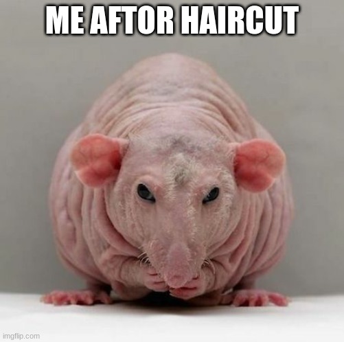Funny hairless rat | ME AFTOR HAIRCUT | image tagged in funny hairless rat,haircut memes,haircut,rat,hairless | made w/ Imgflip meme maker