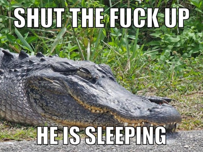 guys, let the croc sleep fr | made w/ Imgflip meme maker