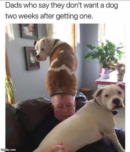 image tagged in wholesome,memes,funny | made w/ Imgflip meme maker