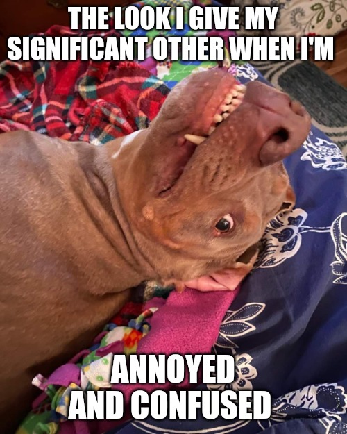 Johnny Hollywood | THE LOOK I GIVE MY SIGNIFICANT OTHER WHEN I'M; ANNOYED AND CONFUSED | image tagged in true story dog | made w/ Imgflip meme maker