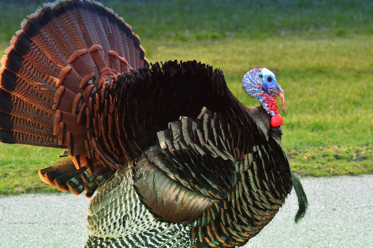 Wild turkey | image tagged in turkey,kewlew | made w/ Imgflip meme maker