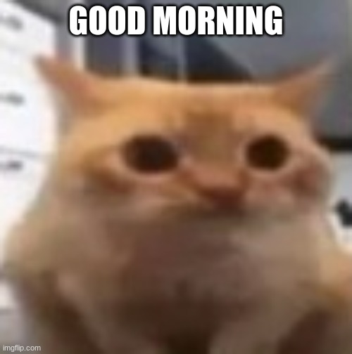 say hi to spoingus | GOOD MORNING | image tagged in spoingus | made w/ Imgflip meme maker