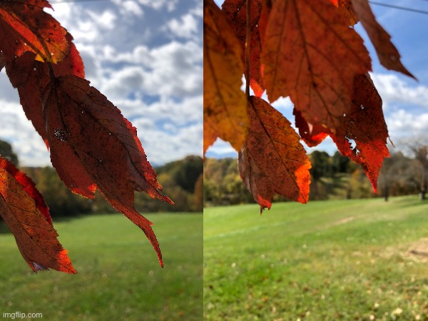 Took these at my grandparents house back in October | image tagged in fall,leafs,pretty,autumn,beautiful | made w/ Imgflip meme maker
