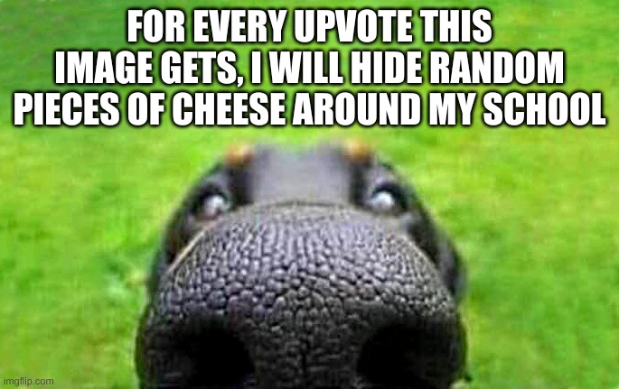 Cheese | FOR EVERY UPVOTE THIS IMAGE GETS, I WILL HIDE RANDOM PIECES OF CHEESE AROUND MY SCHOOL | image tagged in upvote,begging,upvote begging,points,cheese,chez | made w/ Imgflip meme maker