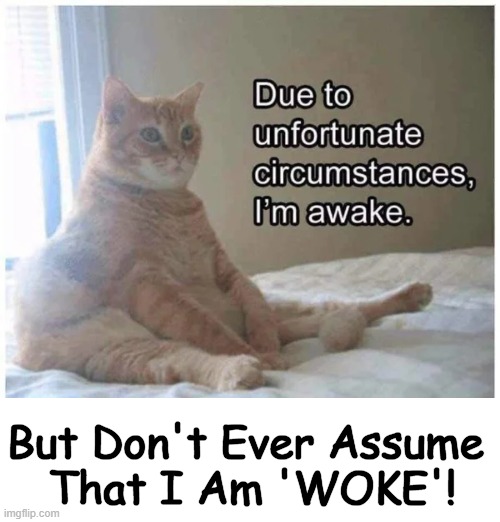 Fat Cats Are Way Smarter Than Democrats! | But Don't Ever Assume 
That I Am 'WOKE'! | image tagged in politics,democrats,woke,idiocracy,smart cat,political humor | made w/ Imgflip meme maker
