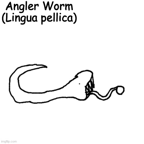 I found a new species thousands of miles below the sand | Angler Worm
(Lingua pellica) | made w/ Imgflip meme maker