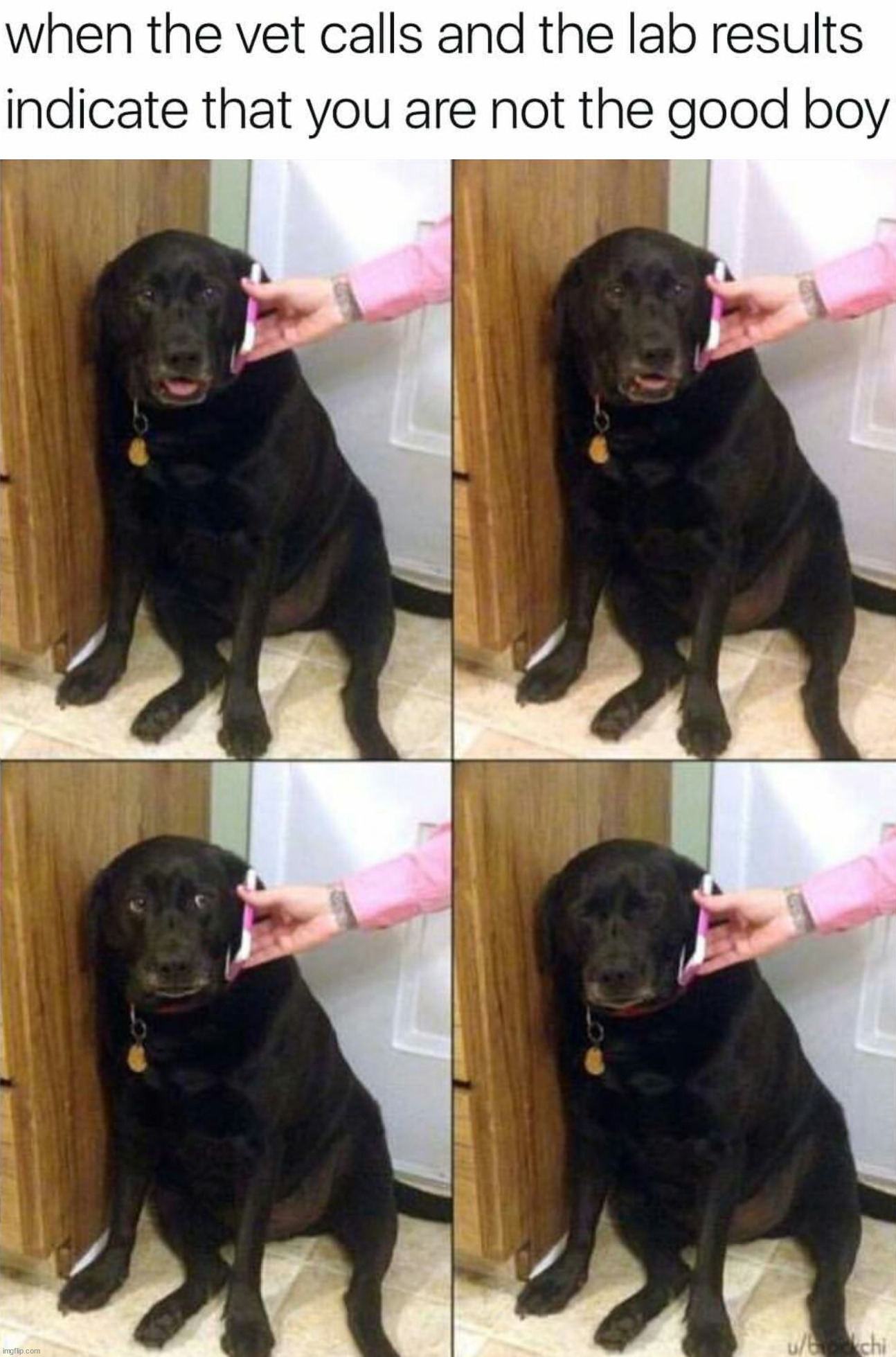 image tagged in dogs | made w/ Imgflip meme maker