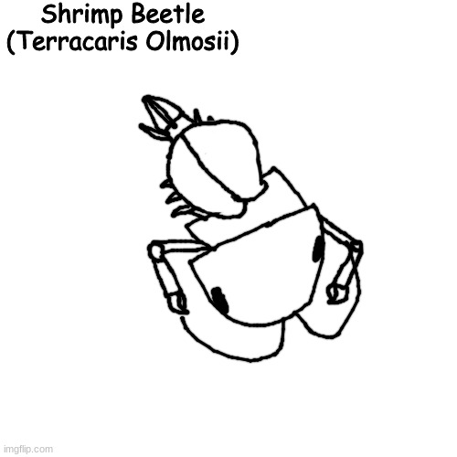 A sort of Cleaner Shrimp parallel I found on a Breacher I caught | Shrimp Beetle
(Terracaris Olmosii) | made w/ Imgflip meme maker