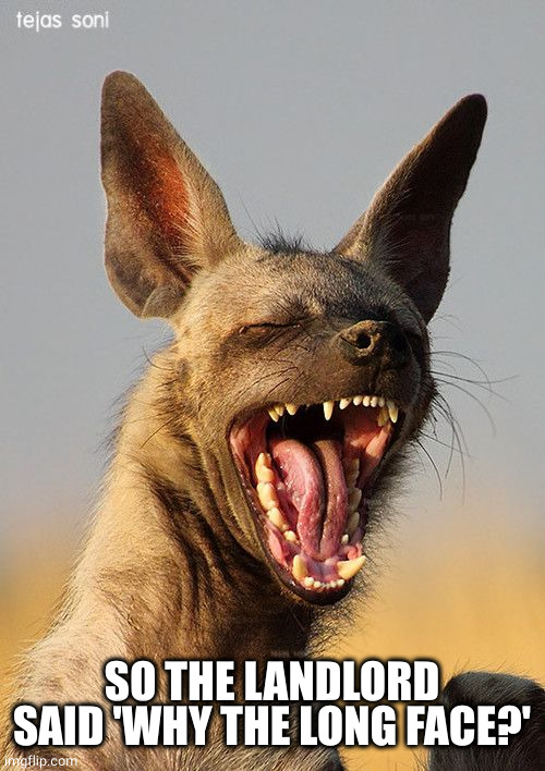 laughing hyena | SO THE LANDLORD SAID 'WHY THE LONG FACE?' | image tagged in laughing hyena | made w/ Imgflip meme maker