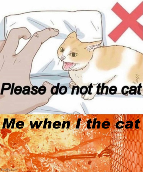 i the cat not am haven't don't cat | Me when I the cat | image tagged in please do not the cat | made w/ Imgflip meme maker