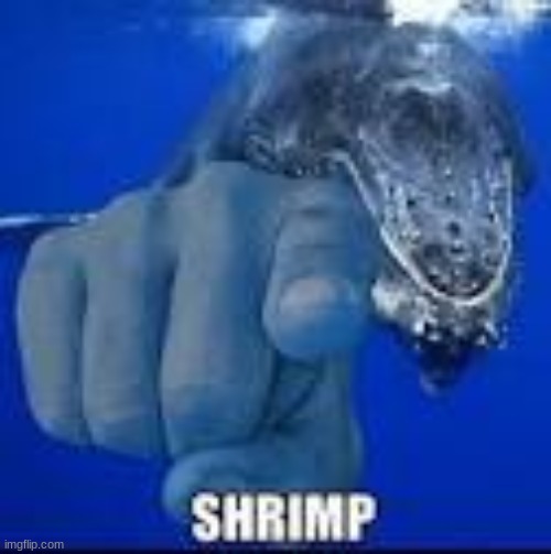 SHRIMP | image tagged in shrimp | made w/ Imgflip meme maker