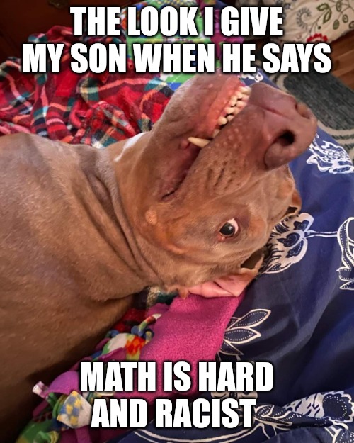 Johnny Hollywood | THE LOOK I GIVE MY SON WHEN HE SAYS; MATH IS HARD AND RACIST | image tagged in true story dog | made w/ Imgflip meme maker