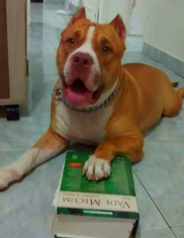 Legal Pitbull Blank Meme Template