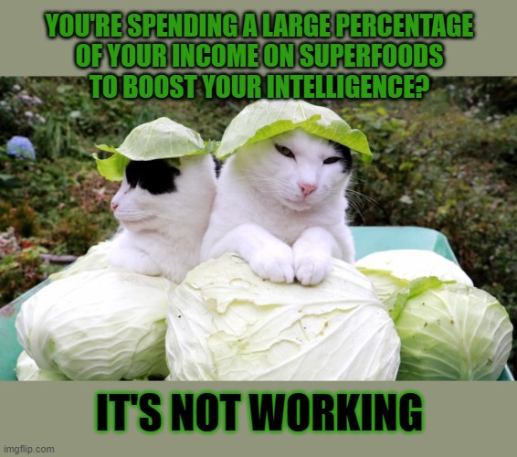 This lolcat wonders why anyone would want to waste money on superfoods | YOU'RE SPENDING A LARGE PERCENTAGE
OF YOUR INCOME ON SUPERFOODS
TO BOOST YOUR INTELLIGENCE? IT'S NOT WORKING | image tagged in superfoods,lolcat,marketing,scam,think about it | made w/ Imgflip meme maker