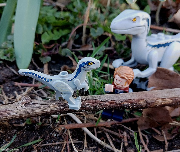 A Lego Jurassic World photo that I took in my backyard. I posted more photos like this here: imgflip.com/m/JP30 | image tagged in lego,jurassic world dominion,jurassic world,backyard | made w/ Imgflip meme maker