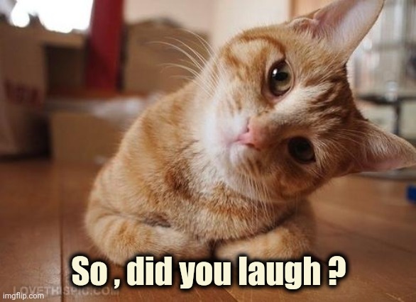 Curious Question Cat | So , did you laugh ? | image tagged in curious question cat | made w/ Imgflip meme maker