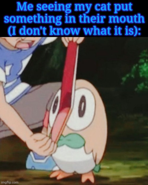 Mouth Wide Open Rowlet | Me seeing my cat put something in their mouth (I don't know what it is): | image tagged in mouth wide open rowlet | made w/ Imgflip meme maker
