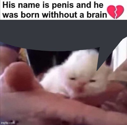 Peñis the Cat | image tagged in penis the cat | made w/ Imgflip meme maker