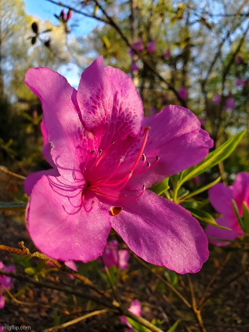 Pink flower | image tagged in pink,flower | made w/ Imgflip meme maker