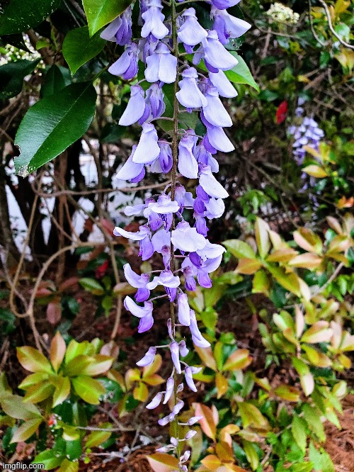 Some wisteria I saw while going to the gym | image tagged in flower | made w/ Imgflip meme maker
