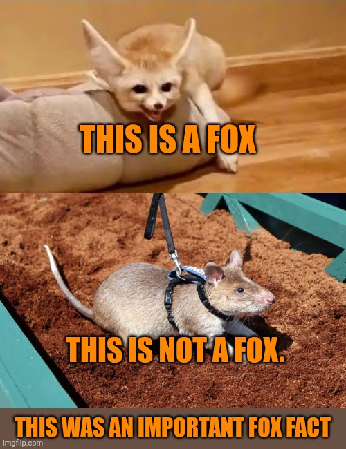 Important fox facts | THIS IS A FOX; THIS IS NOT A FOX. THIS WAS AN IMPORTANT FOX FACT | image tagged in important,fox,facts | made w/ Imgflip meme maker