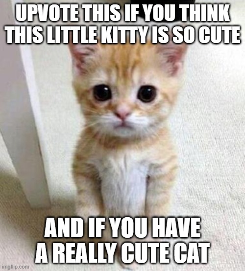 upvote please | UPVOTE THIS IF YOU THINK THIS LITTLE KITTY IS SO CUTE; AND IF YOU HAVE A REALLY CUTE CAT | image tagged in upvote begging | made w/ Imgflip meme maker