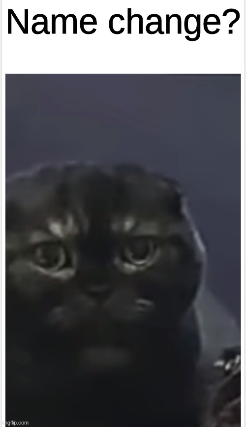 Debt Cat with Caption | Name change? | image tagged in debt cat with caption | made w/ Imgflip meme maker