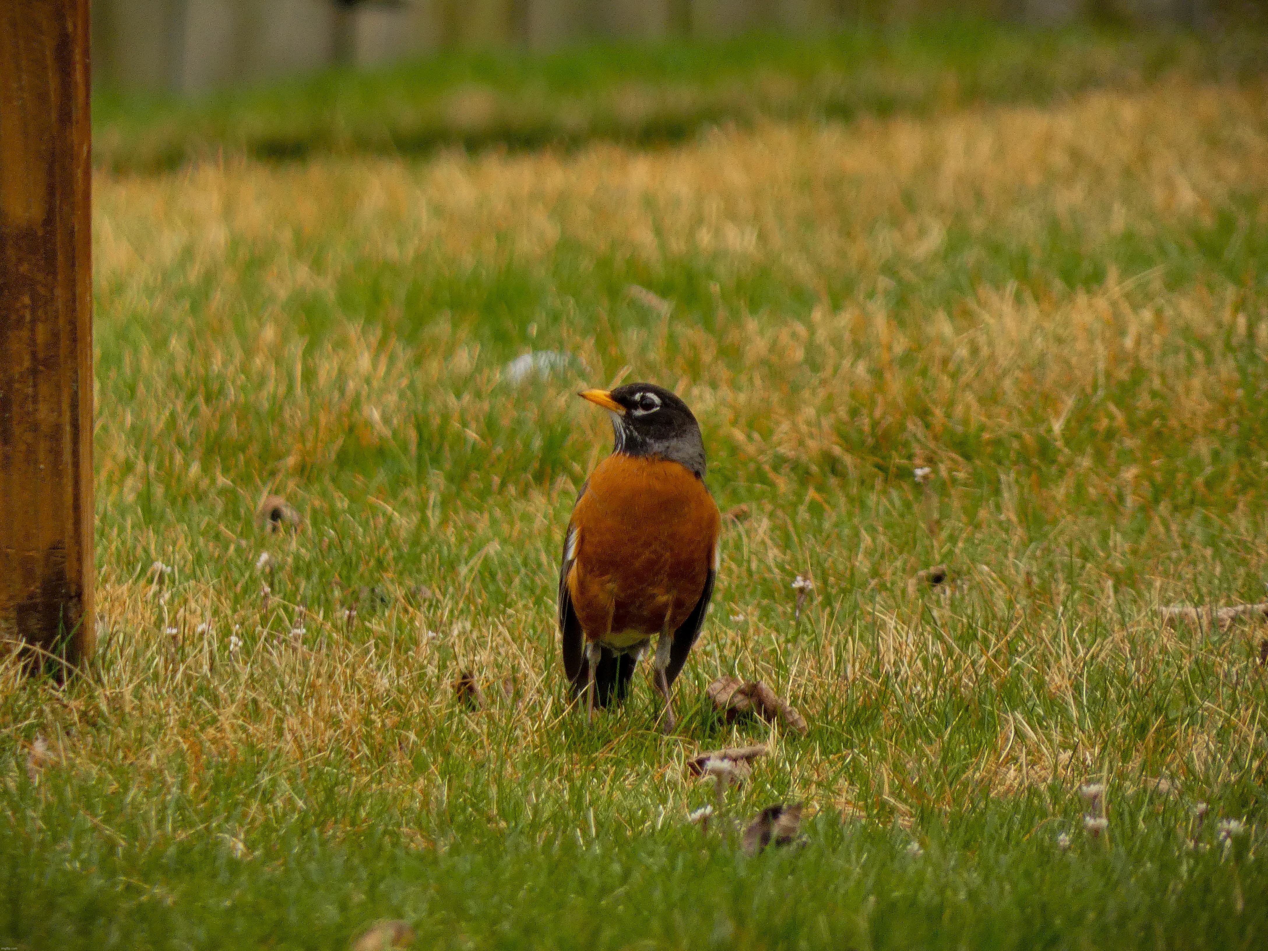 A robin that I saw | image tagged in share your own photos | made w/ Imgflip meme maker
