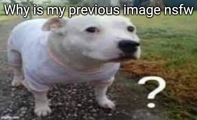 Dog question mark | Why is my previous image nsfw | image tagged in dog question mark | made w/ Imgflip meme maker