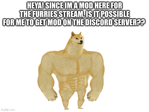 ??? xD | HEYA! SINCE IM A MOD HERE FOR THE FURRIES STREAM, IS IT POSSIBLE FOR ME TO GET MOD ON THE DISCORD SERVER?? | image tagged in blank white template | made w/ Imgflip meme maker