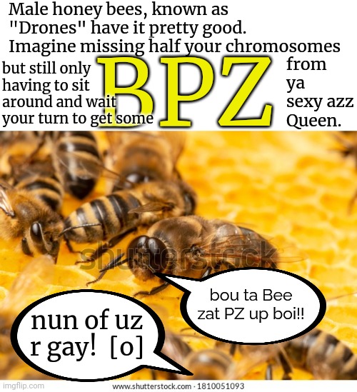 SeeXY understands BPZ | Male honey bees, known as "Drones" have it pretty good. Imagine missing half your chromosomes; from ya sexy azz Queen. BPZ; but still only having to sit around and wait your turn to get some; bou ta Bee zat PZ up boi!! nun of uz r gay!  [o] | image tagged in bees,birds and bees,sexy,straight | made w/ Imgflip meme maker