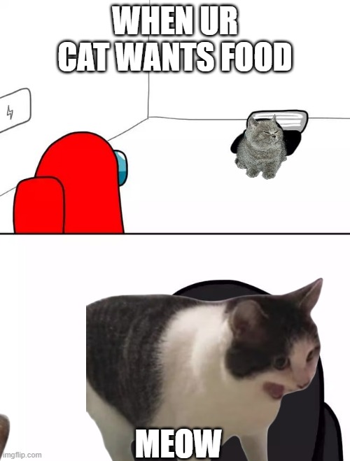 WHEN UR CAT WANTS FOOD; MEOW | image tagged in cats | made w/ Imgflip meme maker