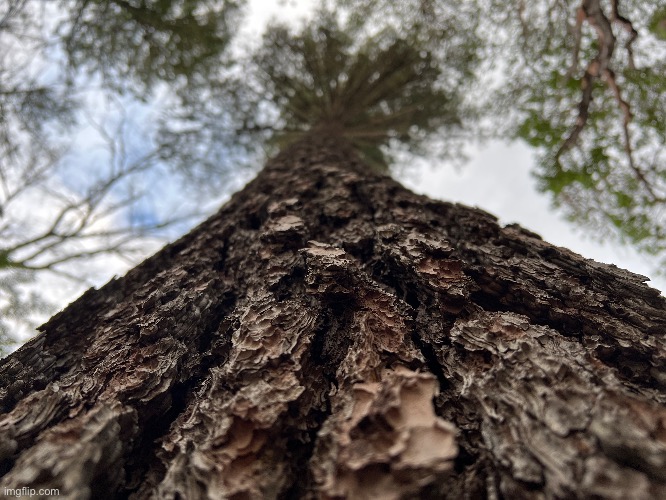 Sugar pine | made w/ Imgflip meme maker